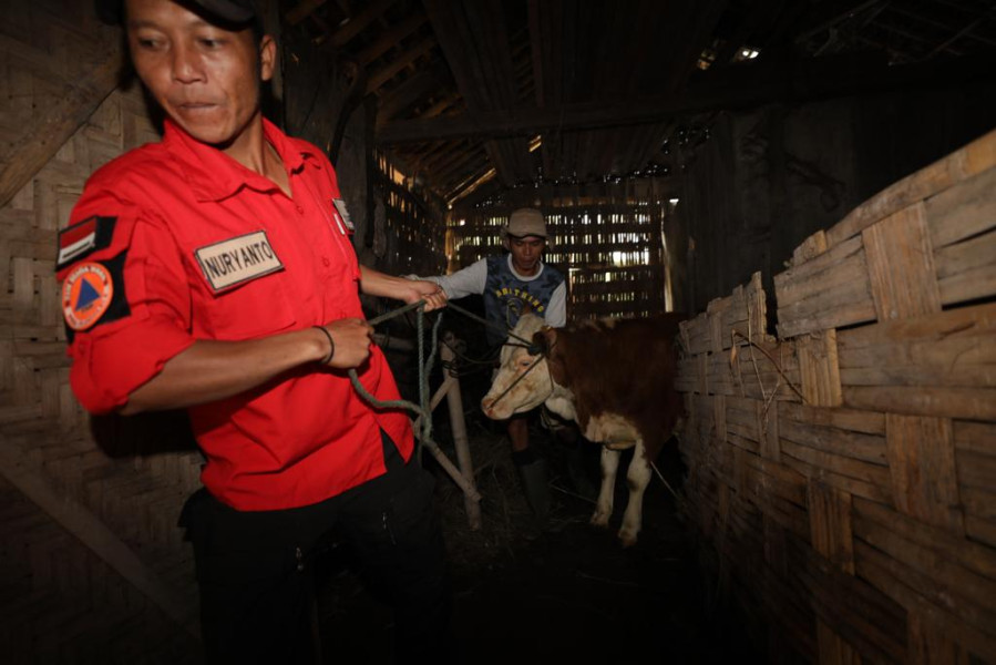 Warga dibantu Tim Siaga Desa (TSD) Tlogolele mengevakuasi hewan ternak di Desa Stabelan, Kecamatan Selo, Kabupaten Boyolali, Jawa Tengah, Senin (26/4).