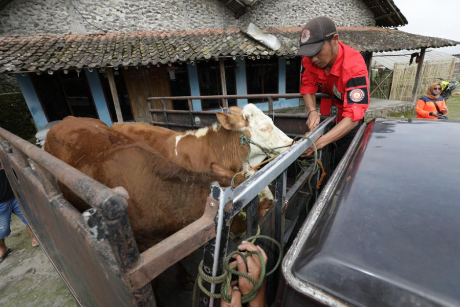 Warga dibantu Tim Siaga Desa (TSD) Tlogolele mengevakuasi hewan ternak di Desa Stabelan, Kecamatan Selo, Kabupaten Boyolali, Jawa Tengah, Senin (26/4).