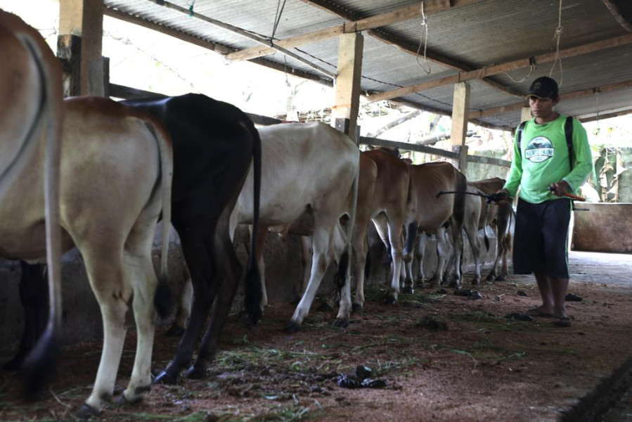 Petugas melaksanakan penyemprotan disinfektan di kandang hewan ternak.