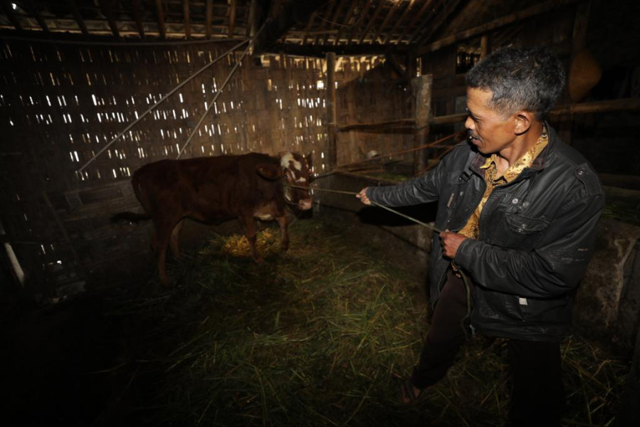 Warga dibantu Tim Siaga Desa (TSD) Tlogolele mengevakuasi hewan ternak di Desa Stabelan, Kecamatan Selo, Kabupaten Boyolali, Jawa Tengah, Senin (26/4).