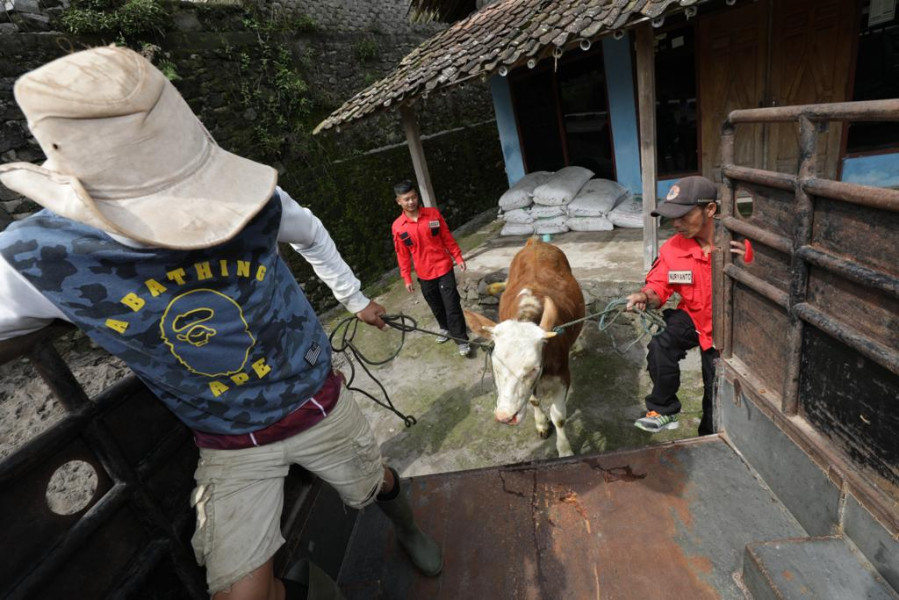 Warga dibantu Tim Siaga Desa (TSD) Tlogolele mengevakuasi hewan ternak di Desa Stabelan, Kecamatan Selo, Kabupaten Boyolali, Jawa Tengah, Senin (26/4).