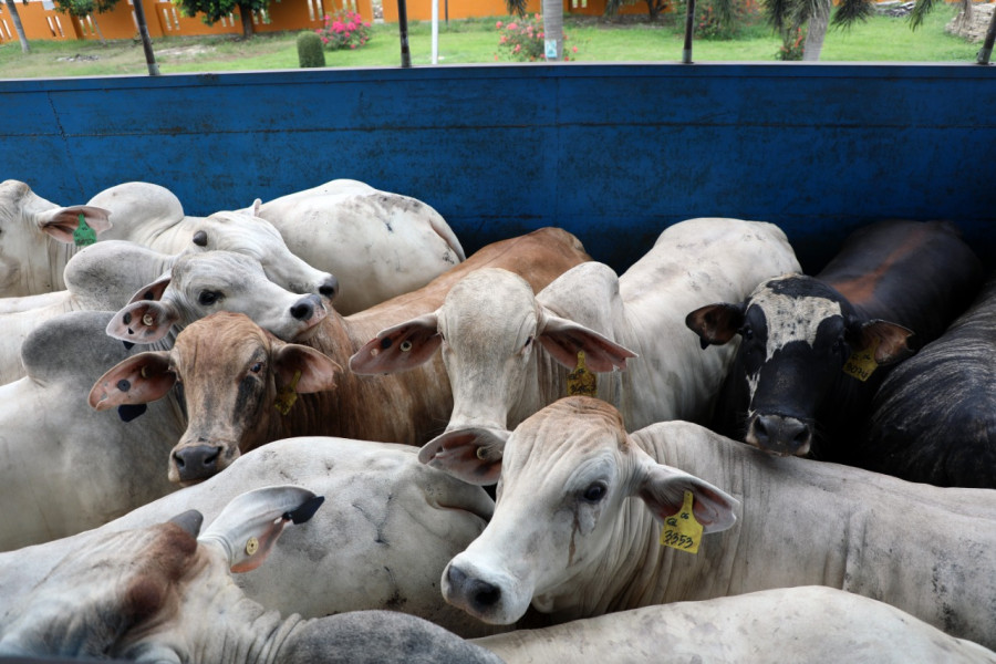 Beberapa ekor sapi impor asal Australia tiba di Balai Karantina Pertanian Kelas I Wilker Bakauheni untuk diperiksa kelengkapan dokumen kekarantinaan sebelum dikirim ke Jakarta melalui Pelabuhan Bakauheni, Rabu (26/10).