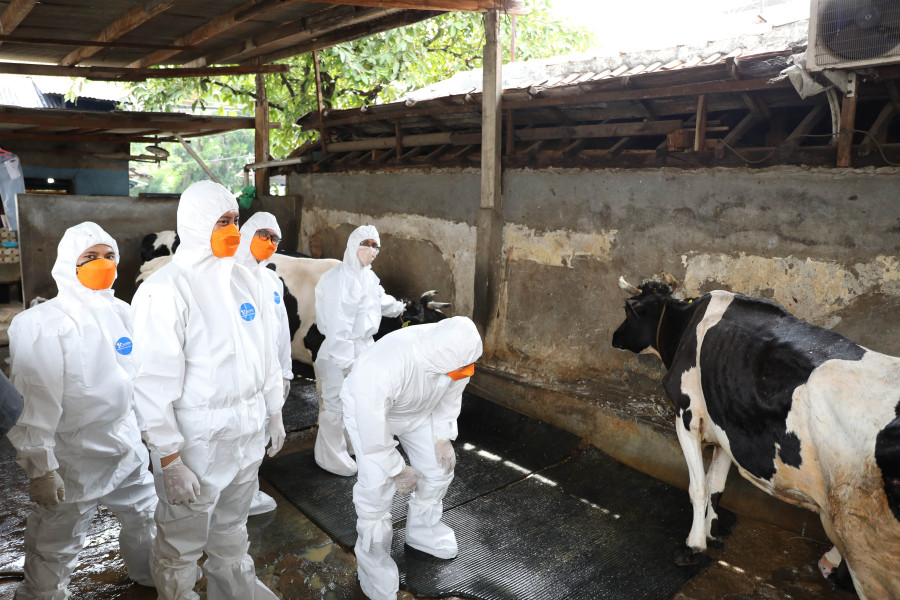 Petugas Monev Satgas PMK melakukan pengecekan hewan dengan menggunakan APD sebagai langkah penerapan biosecurity di Kandang Ternak Sapi Perah, Jakarta Pusat, Senin (10/10).