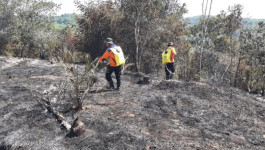 11 Ha Karhutla Kabupaten Kampar Padam