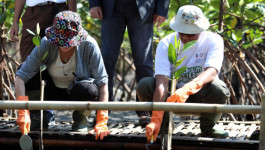 Kepala BNPB dan Wakil Sekjen PBB Tanam Mangrove di Pantai Mertasari