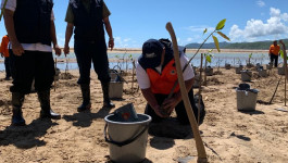 Tanam Mangrove: Mitigasi Bahaya Tsunami Kawasan Pacitan Dengan Vegetasi