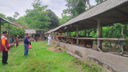 Satgas PMK Nasional Tinjau Aktivitas Biosecurity di Karangasem