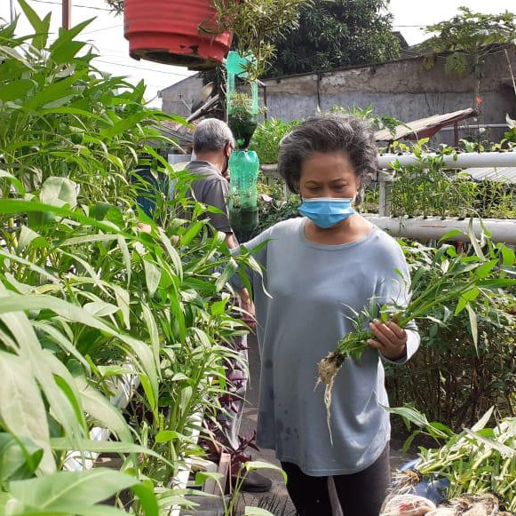 Sukardi Ajak Warga Panen Sayur dan Ikan Segar di Tengah Pandemi