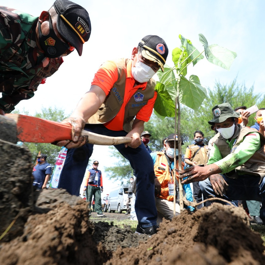 Kepala BNPB Tanam Butun dan Palaka Guna Perkuat Mitigasi Berbasis Vegetasi di Selatan Jawa