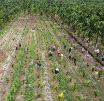 Monitoring dan Evaluasi Sekolah Lapang Mitigasi Partisipatif Karhutla di Jambi