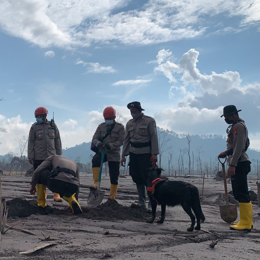 [Update] - Hari Kelima Paska Erupsi Semeru, Tim Gabungan Temukan Total 43 Korban Meninggal Dunia