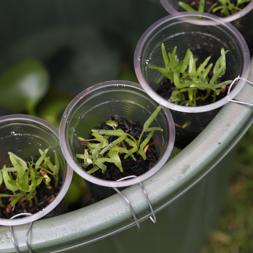 Budikdamber, Kiat Berkebun dan Budidaya Ikan di Lahan Terbatas Selama Pandemi Covid-19